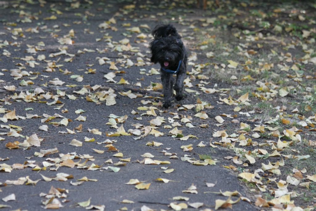 Teddy